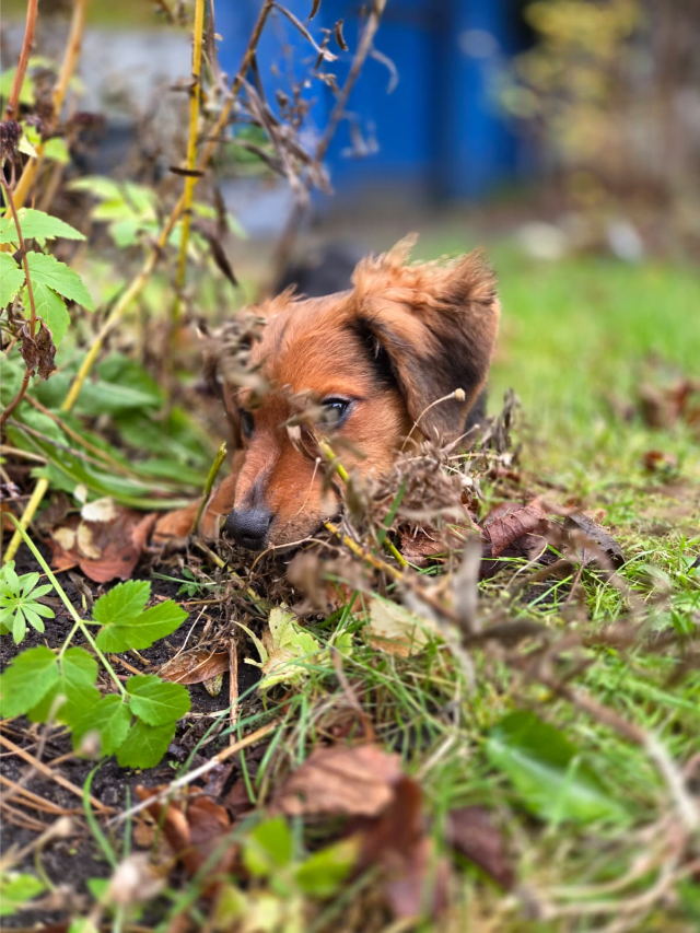 Fellengel_little_Browny_14