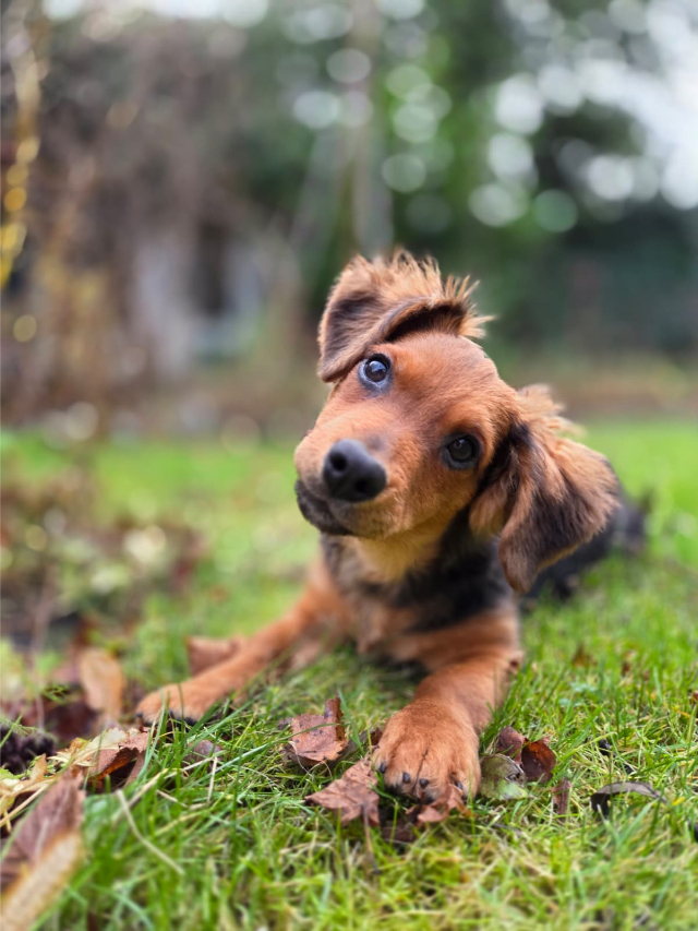 Fellengel_little_Browny_15