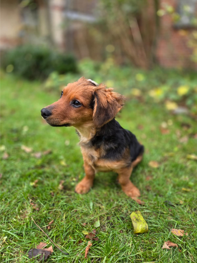 Fellengel_little_Browny_16