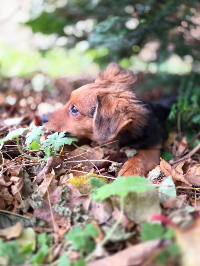 Fellengel_little_Browny_18