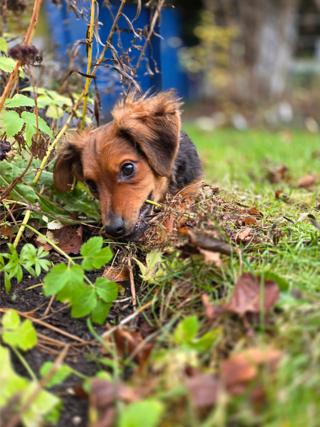 Fellengel_little_Browny_19