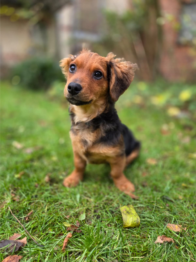 Fellengel_little_Browny_20