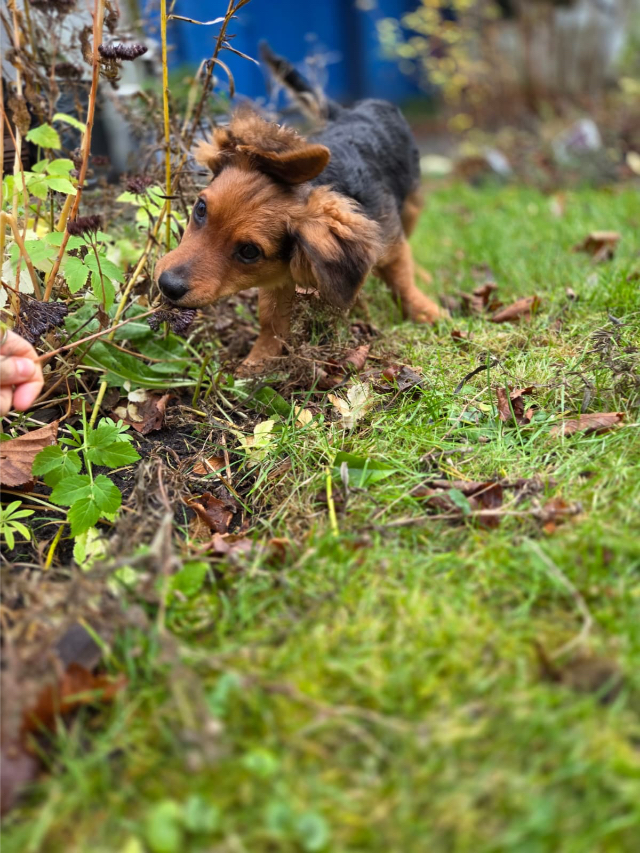 Fellengel_little_Browny_21