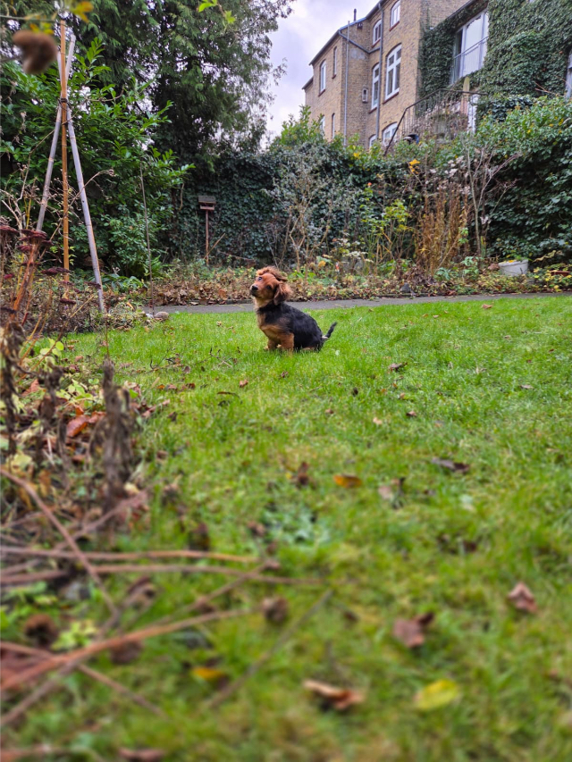 Fellengel_little_Browny_22