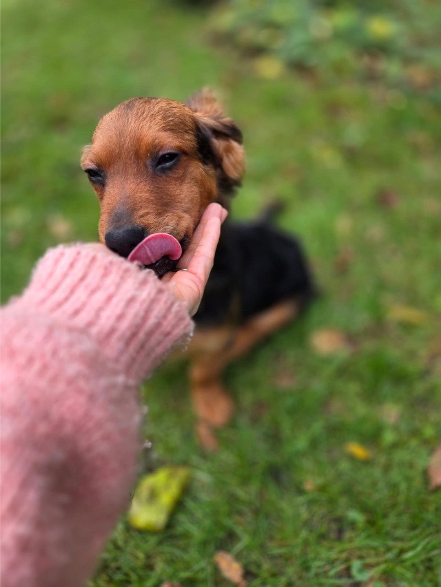 Fellengel_little_Browny_23