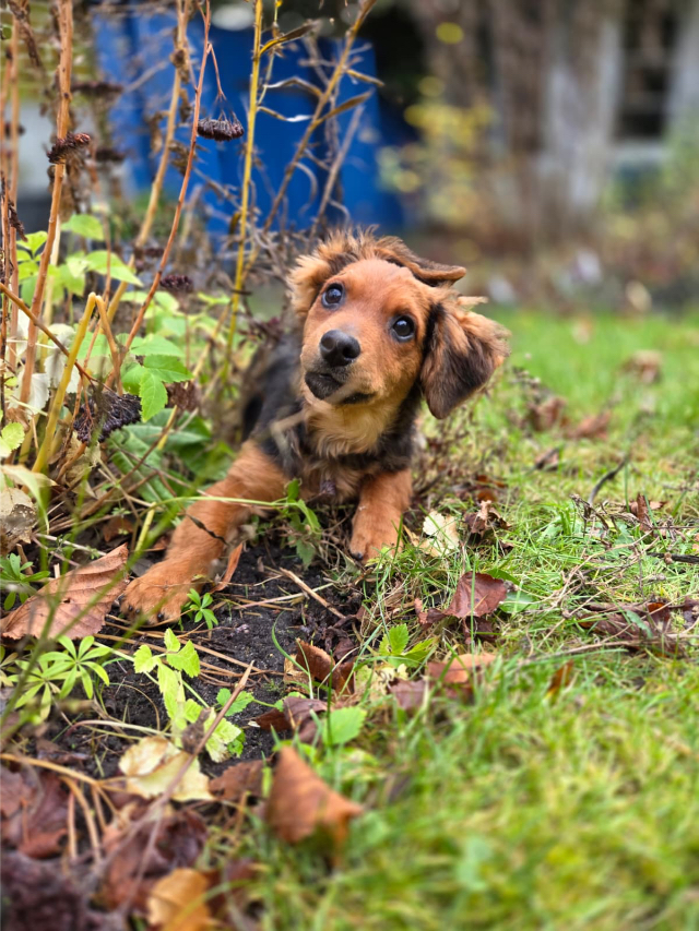 Fellengel_little_Browny_24