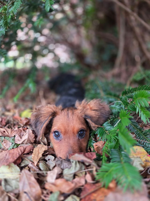 Fellengel_little_Browny_25