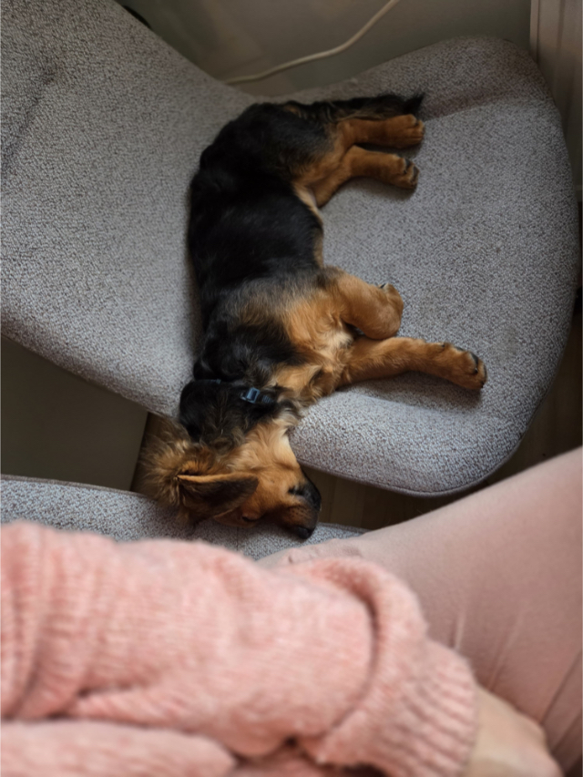 Fellengel_little_Browny_7