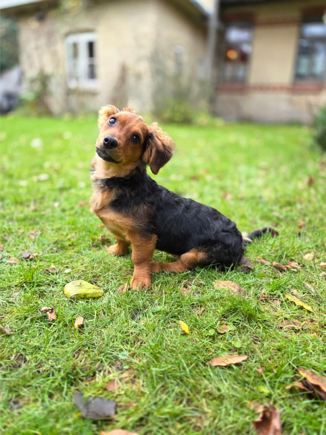 Fellengel_little_Browny_8