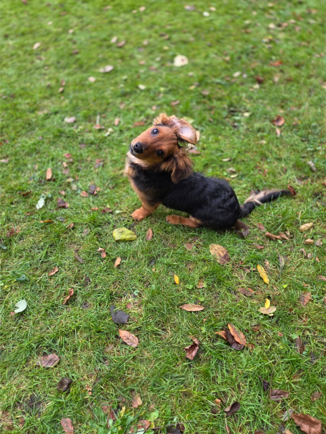 Fellengel_little_Browny_9