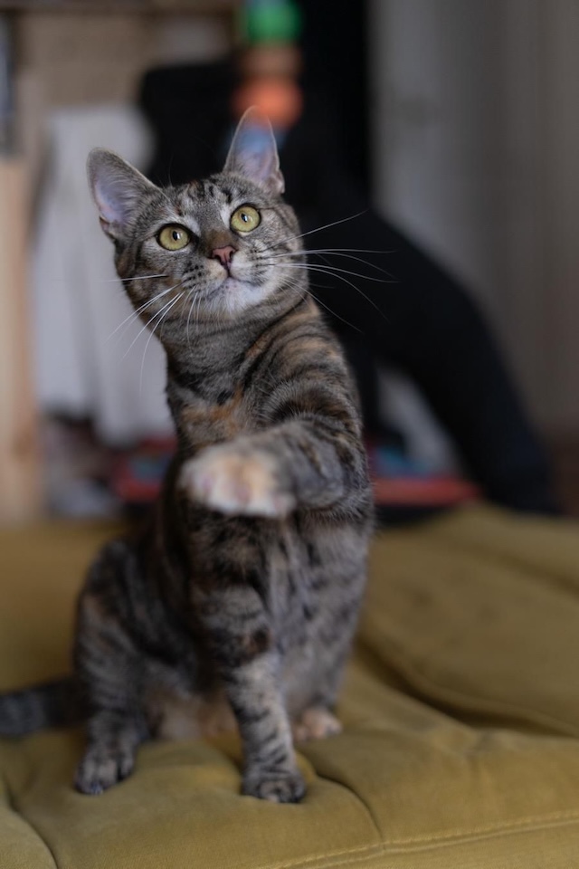 fellengel_carol_4