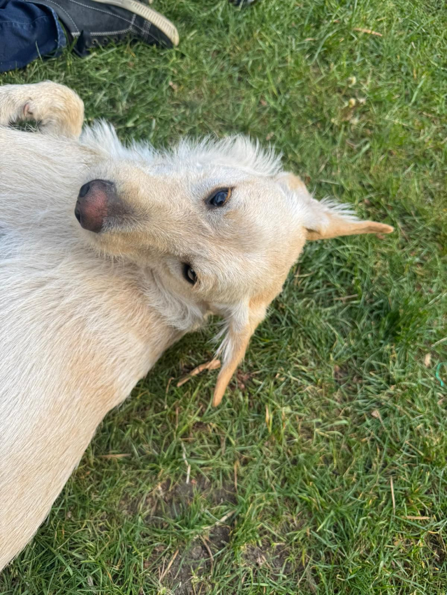 fellengel_coco_11