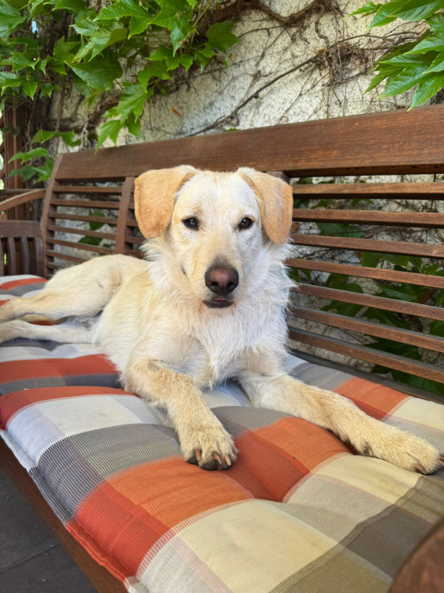 fellengel_coco_2