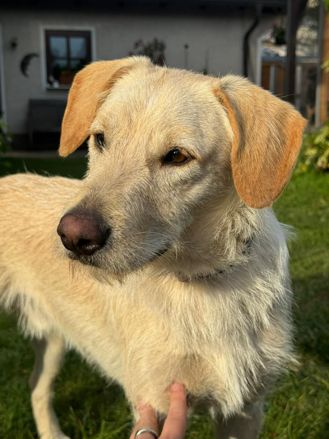 fellengel_coco_7