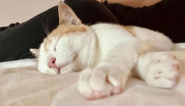 fellengel_electra_10