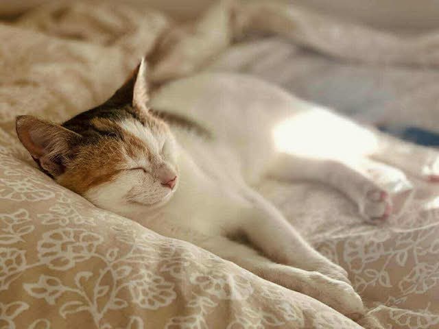 fellengel_electra_11