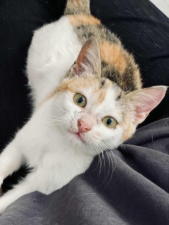 fellengel_electra_12