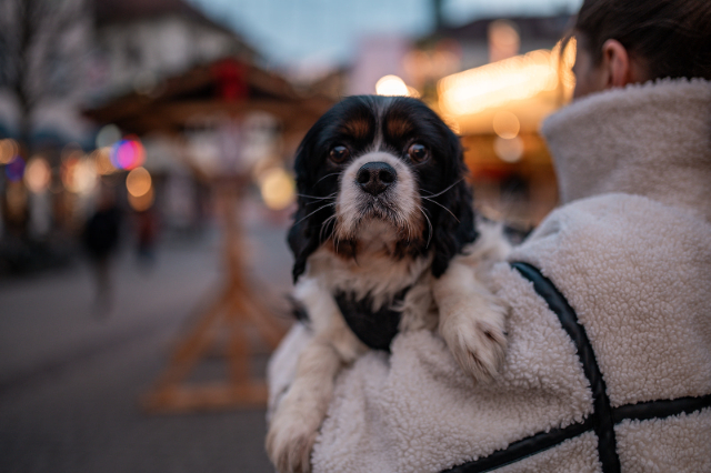 fellengel_foltos_´12