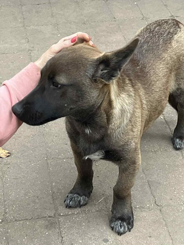 fellengel_giovanni_1