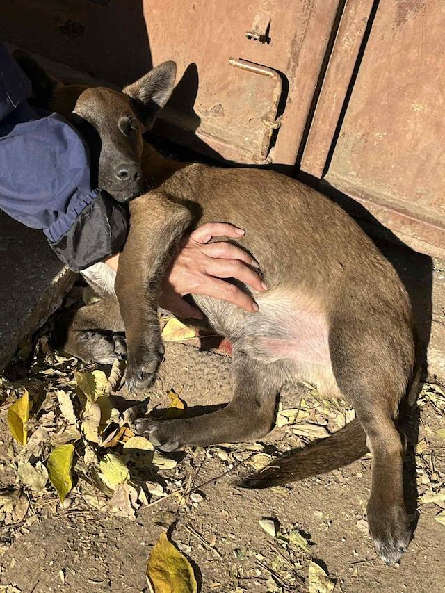 fellengel_giovanni_2