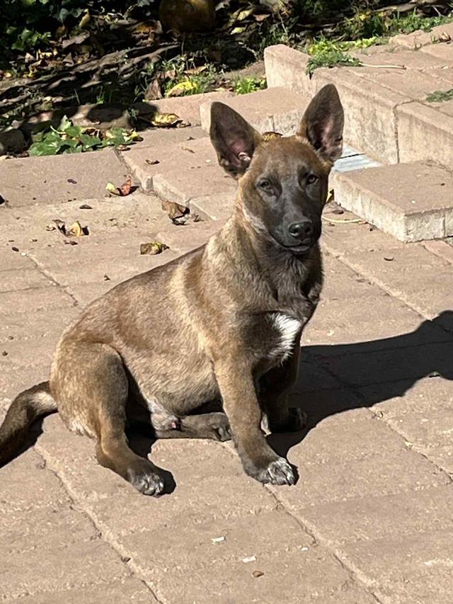 fellengel_giovanni_4