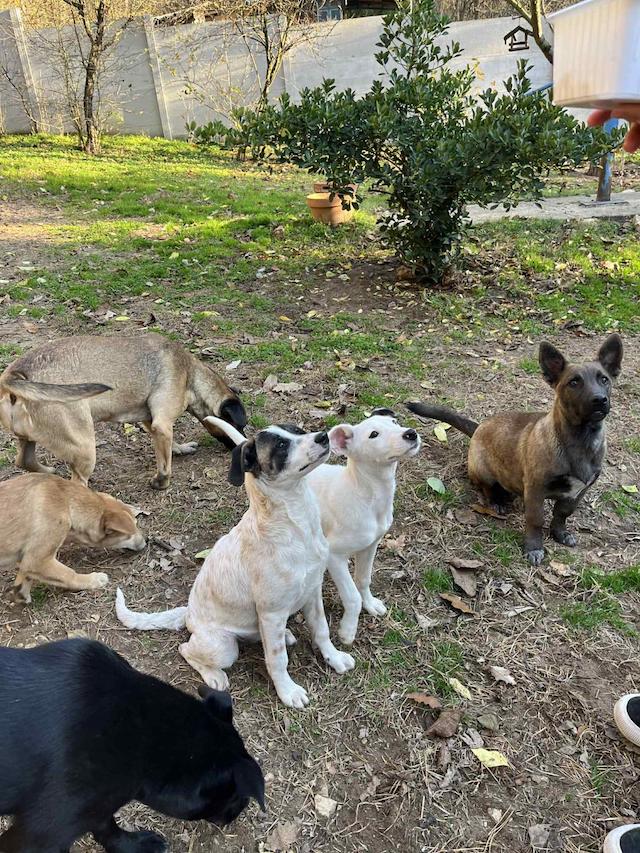 fellengel_giovanni_5