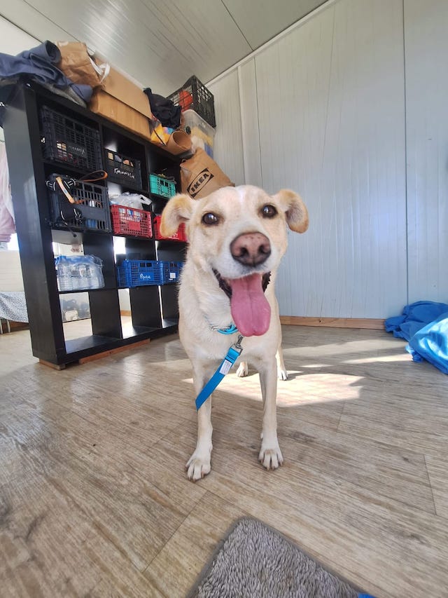 fellengel_kanelakis_1