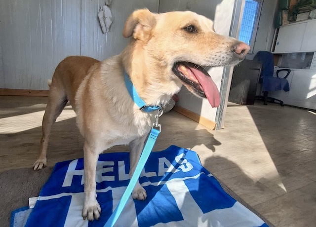 fellengel_kanelakis_1