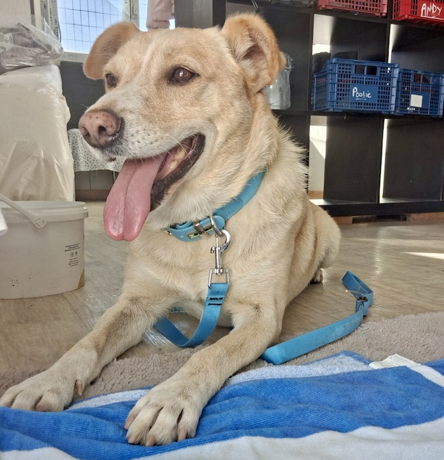 fellengel_kanelakis_4