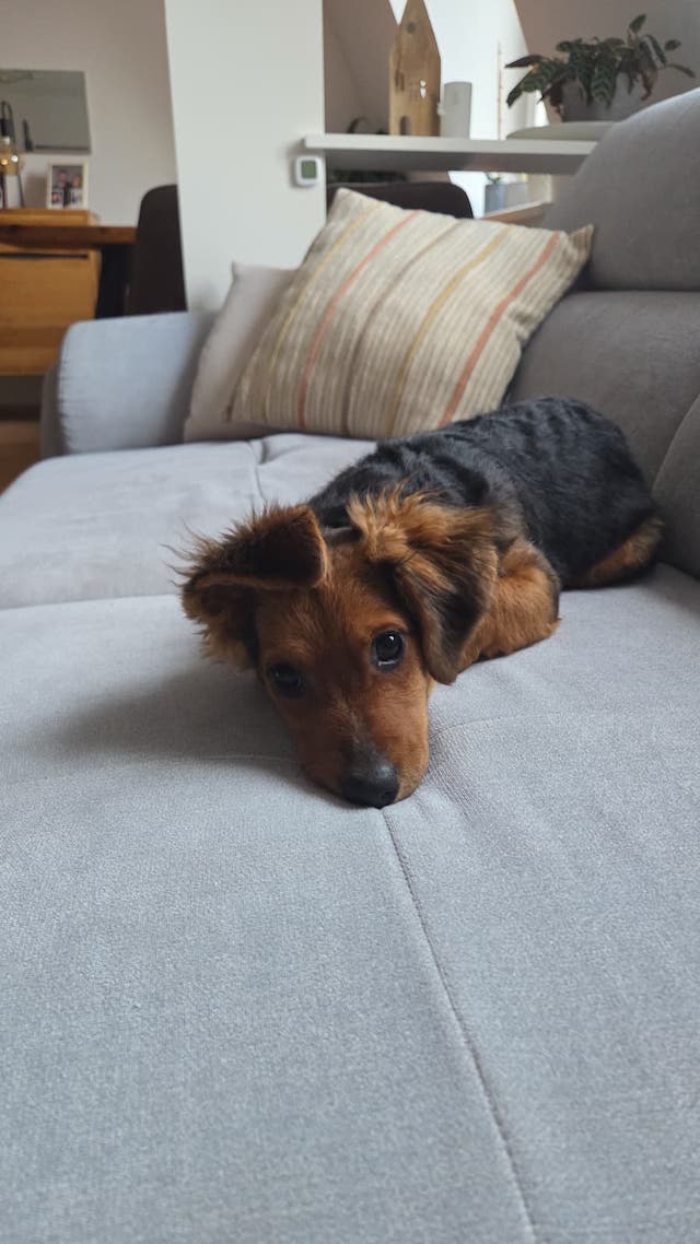 fellengel_little_browny