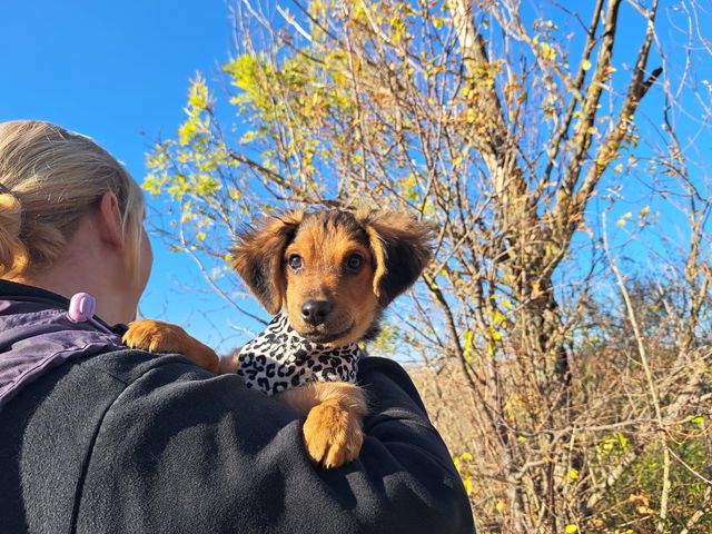 fellengel_littlebrowny