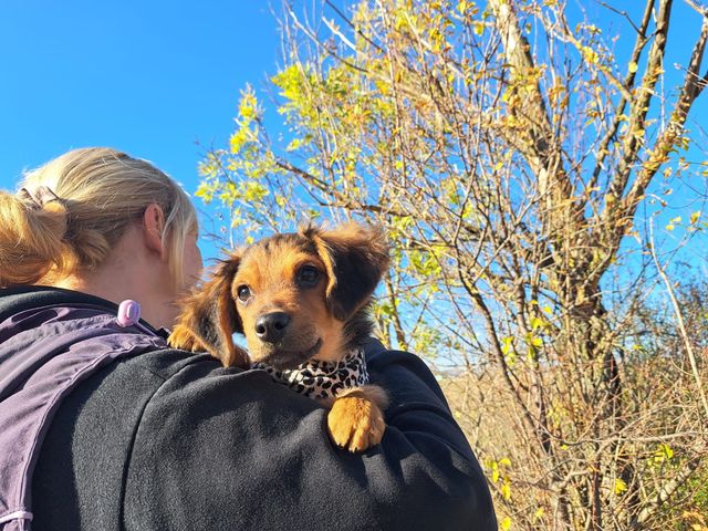 fellengel_littlebrowny_03