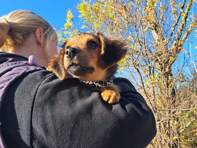 fellengel_littlebrowny_04