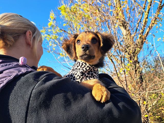 fellengel_littlebrowny_05