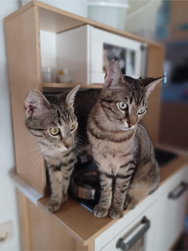 fellengel_mats+smarties_1