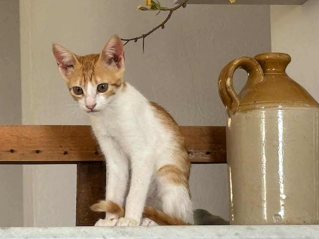 fellengel_seashell_1