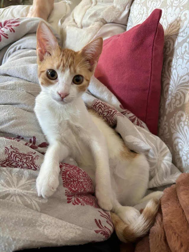 fellengel_seashell_2