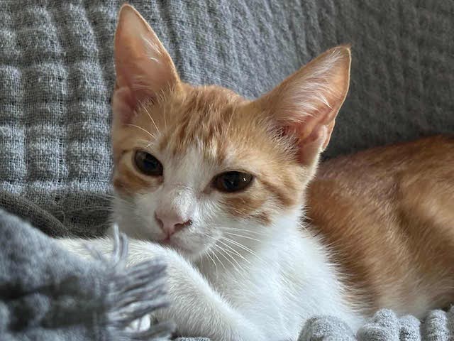 fellengel_seashell_3