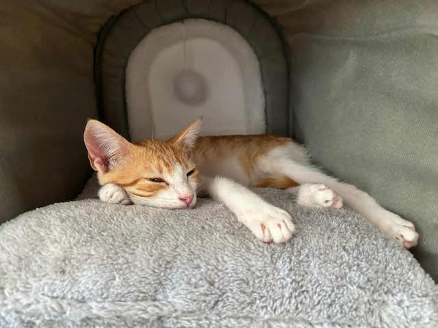 fellengel_seashell_4