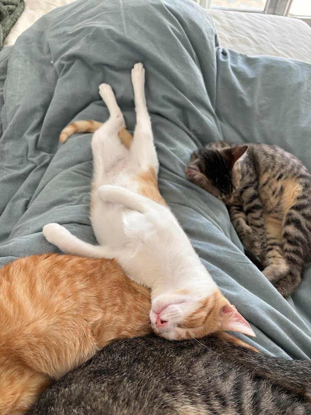 fellengel_seashell_6