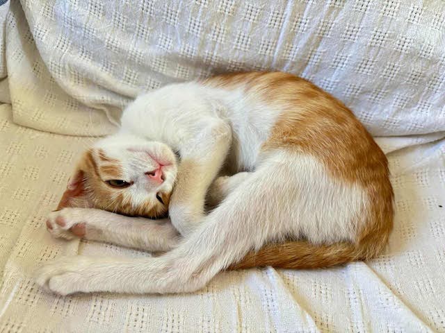 fellengel_seashell_7