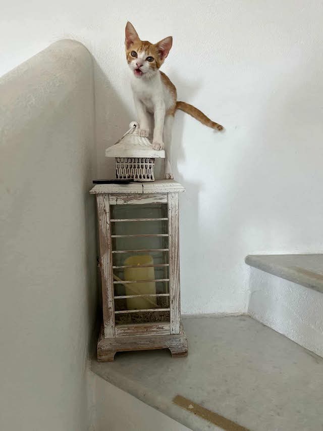 fellengel_seashell_8