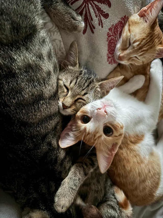 fellengel_seashell_9