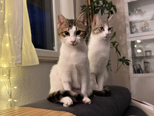 fellengel_Biscuit&Yummy_1