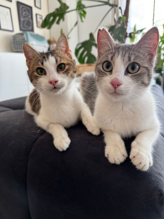 fellengel_Biscuit&Yummy_2