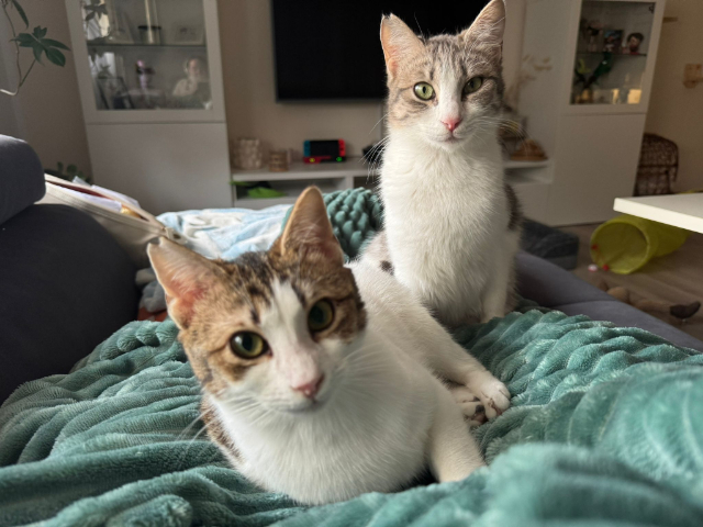 fellengel_Biscuit&Yummy_3