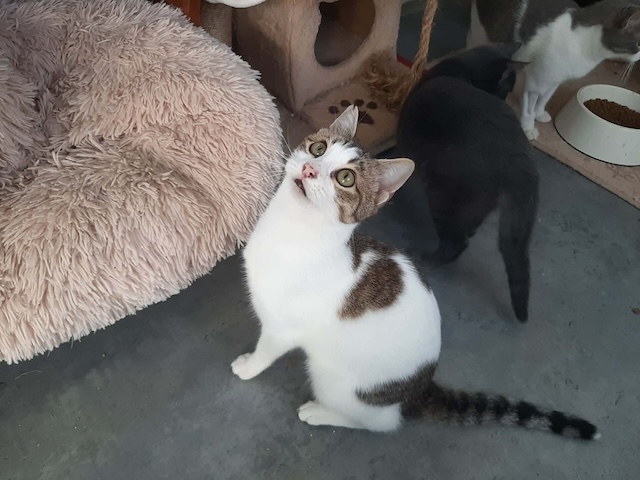 fellengel_biscuit_10