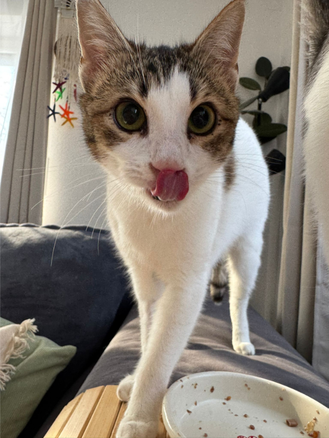 fellengel_biscuit_10