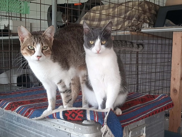 fellengel_dice_mikado_1