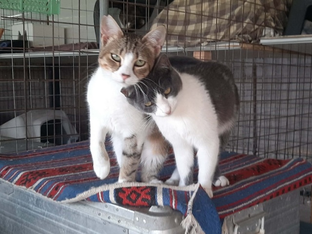 fellengel_dice_mikado_3